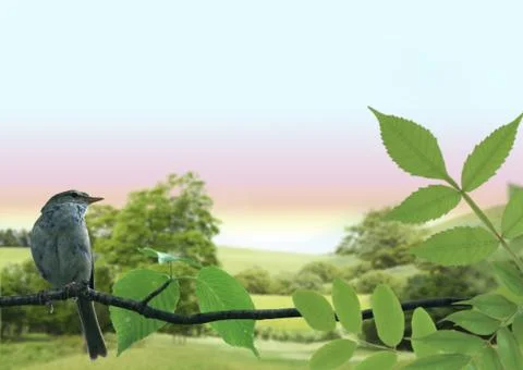 Wild bird in grassland 写真素材