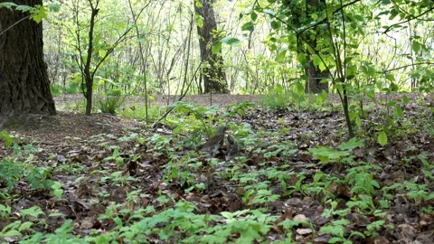 Wild bird on the ground in the forest in 4K Video stock 130874592