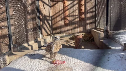 Wild bird like a hawk going to eat meat for dinner in a zoo. Bird in a cell Stock Footage 289654786