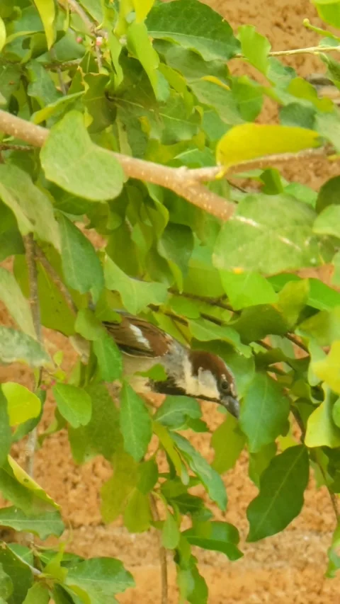 Wild Bird Hidden Among Tree Branches and Leaves Stock Footage 338045236