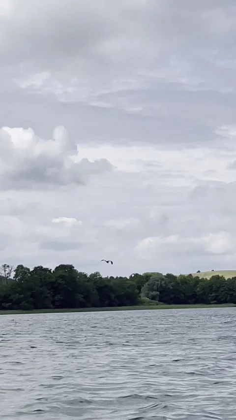 Wild bird on a kayak background Video stock 312275170