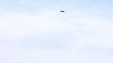 Wild bird kite soars in the sky Video stock 271199604