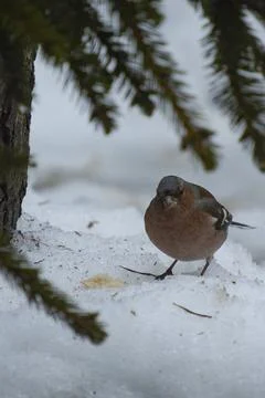 Wild Bird Looking at Camera on Snow in Winter Forest Stock-Fotos
