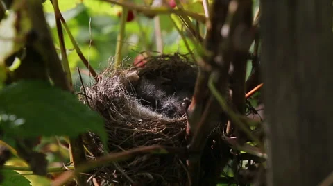 Wild bird nest with chicks Stock Footage 58946155