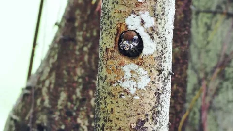 Wild bird peeking out of a tree nesting hole carrying food 動画素材 348469871