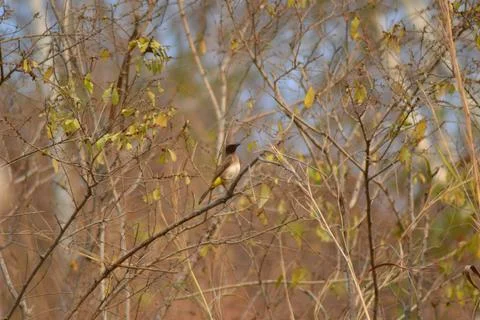 Wild Bird Perched on a Branch in Dry Forest Habitat Stock Photos