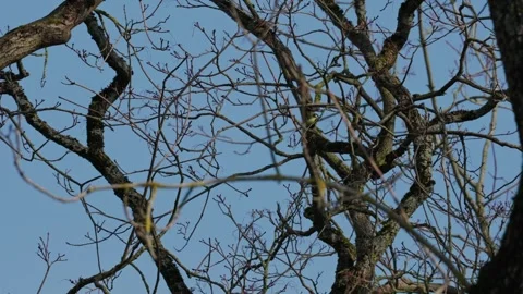 A wild bird perched 스톡 동영상 335127760