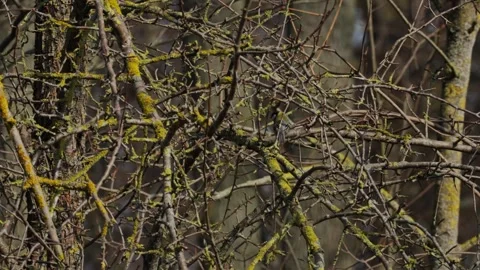 A wild bird perched Stock Footage 335127780
