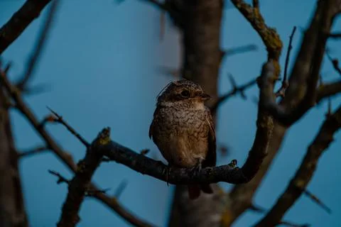 Wild bird perched on a leafless tree branch against blue sky Stock Photos