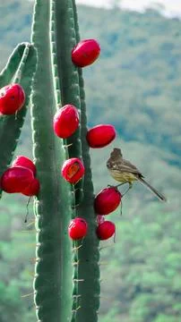 A wild bird perches on a cactus with vibrant red fruits, some eaten, in a n.. Stock Photos