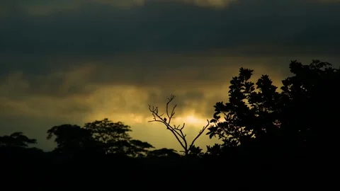 Wild Bird Perching On A Tree Branch At Dusk In Amazon Forest. Aerial Shot Stock Footage 281085926