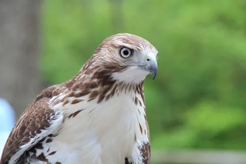 Wild Bird Stock Photos