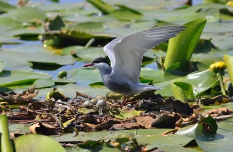 Wild bird Foto stock