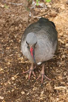 Wild Bird Stock Photos