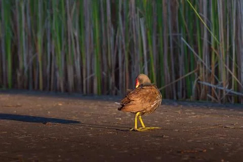 Wild bird Stock Photos