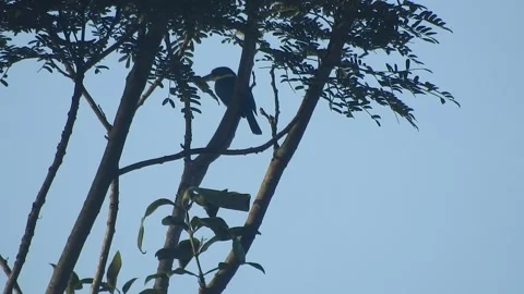 Wild Bird Resting on Tree Branch in Natural Habitat at Sunset Stock Footage 308390647