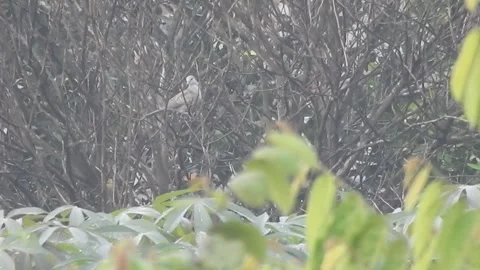 Wild Bird Resting on Tree Branch in Natural Habitat at Sunset Stock Footage 308390761