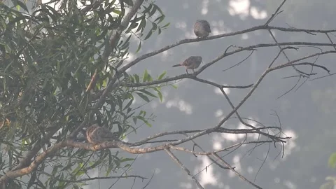 Wild Bird Resting on Tree Branch in Natural Habitat at Sunset Stock Footage 308390852