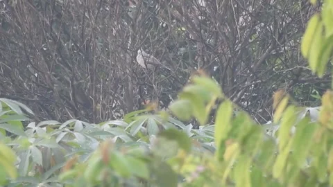 Wild Bird Resting on Tree Branch in Natural Habitat at Sunset Video stock 308391034