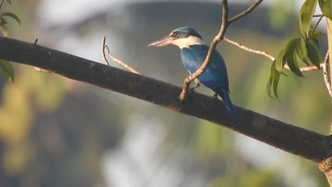 Wild Bird Resting on Tree Branch in Natural Habitat at Sunset Stock Footage 308391035