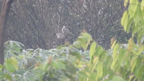 Wild Bird Resting on Tree Branch in Natural Habitat at Sunset Stock Footage 308391118