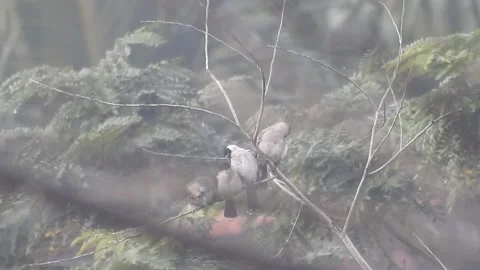 Wild Bird Resting on Tree Branch in Natural Habitat at Sunset Stock Footage 308391143