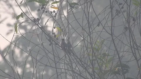 Wild Bird Resting on Tree Branch in Natural Habitat at Sunset Stock Footage 308391297