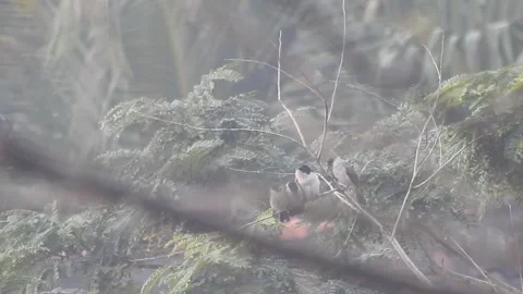 Wild Bird Resting on Tree Branch in Natural Habitat at Sunset Stock Footage 308391330