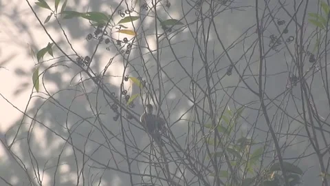 Wild Bird Resting on Tree Branch in Natural Habitat at Sunset Stock Footage 308391377