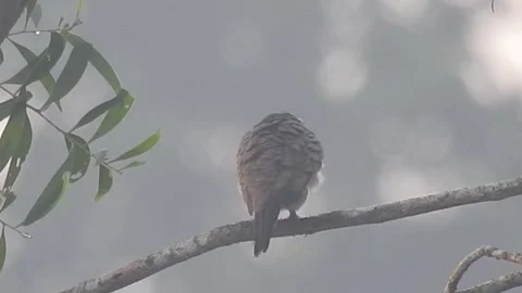 Wild Bird Resting on Tree Branch in Natural Habitat at Sunset Vídeos de archivo 308391379