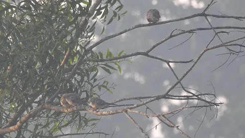 Wild Bird Resting on Tree Branch in Natural Habitat at Sunset Stock Footage 308391424
