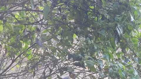 Wild Bird Resting on Tree Branch in Natural Habitat at Sunset Stock Footage 308391436