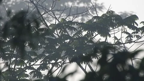 Wild Bird Resting on Tree Branch in Natural Habitat at Sunset Stock Footage 308391437