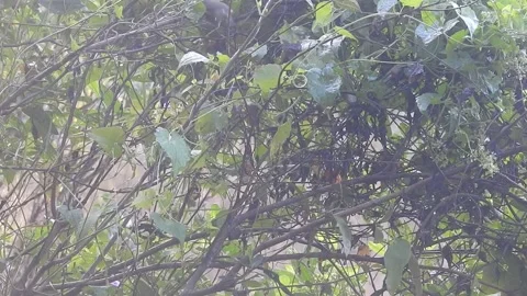 Wild Bird Resting on Tree Branch in Natural Habitat at Sunset Stock Footage 308391464