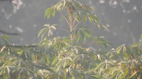 Wild Bird Resting on Tree Branch in Natural Habitat at Sunset Stock Footage 308391468