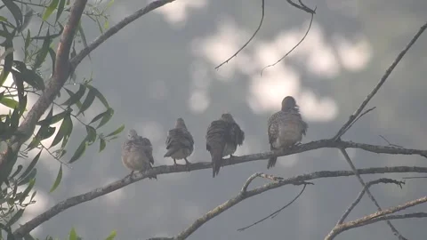 Wild Bird Resting on Tree Branch in Natural Habitat at Sunset Stock Footage 308392133
