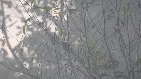 Wild Bird Resting on Tree Branch in Natural Habitat at Sunset Stock Footage 308392476