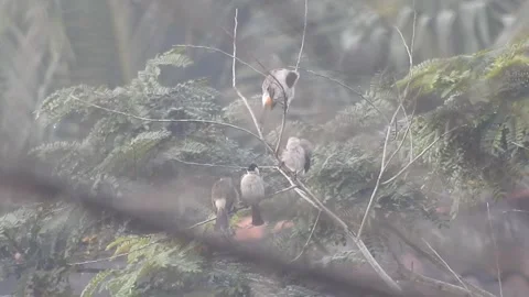 Wild Bird Resting on Tree Branch in Natural Habitat at Sunset Vídeos de archivo 308392637