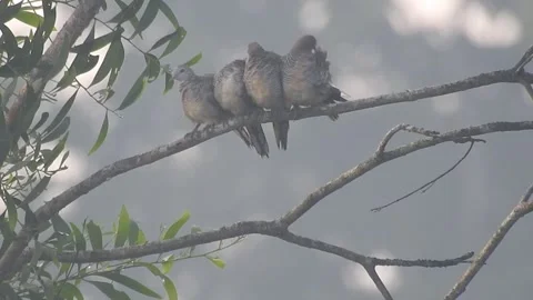 Wild Bird Resting on Tree Branch in Natural Habitat at Sunset Stock Footage 308393057