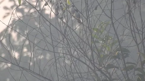 Wild Bird Resting on Tree Branch in Natural Habitat at Sunset Stock Footage 308393241