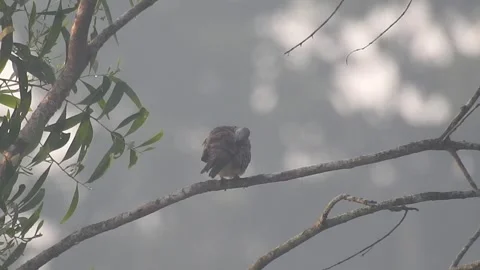 Wild Bird Resting on Tree Branch in Natural Habitat at Sunset Stock Footage 308393371