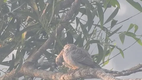 Wild Bird Resting on Tree Branch in Natural Habitat at Sunset Stock Footage 308393457