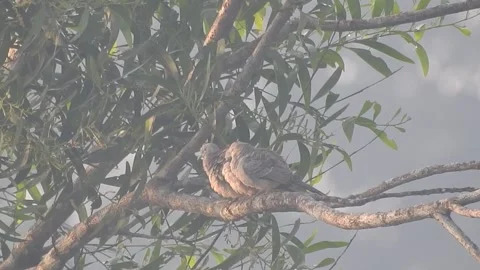 Wild Bird Resting on Tree Branch in Natural Habitat at Sunset Stock Footage 308393538