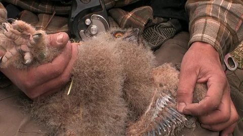 Wild bird ringing of a young eagle owl - wildlife Stock Footage 81812322