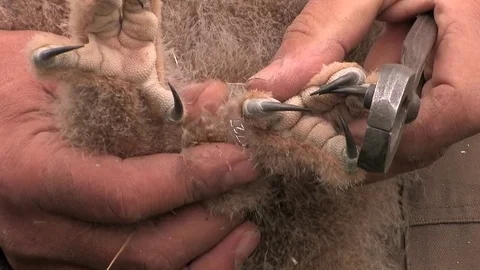 Wild bird ringing of a young eagle owl - wildlife Stock Footage 81812324