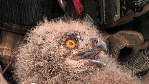 Wild bird ringing of a young eagle owl - wildlife Stock Footage 81812325