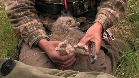 Wild bird ringing of a young eagle owl - wildlife Stock Footage 81812326