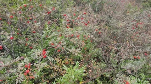 Wild Bird Rowan Stock Footage 332656383