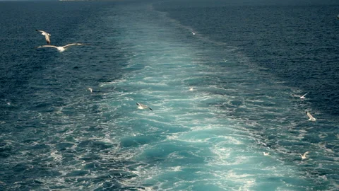 Wild bird. Seagull flying in sky over Mediterranean sea. Greece. Slow motion. HD Stock Footage 112280848