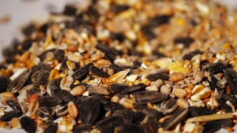 Wild bird seed panning close up Stock Footage 302187871